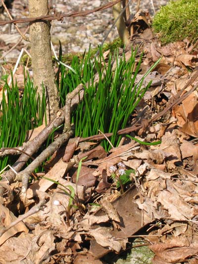 springtime in kentucky ky new leaves in the woods