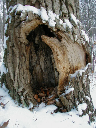 Heart of A Tree by Marge Para