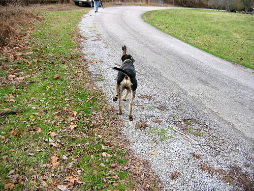 hound dog farm