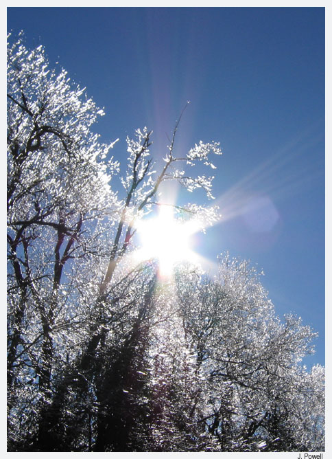 ice storm frozen trees