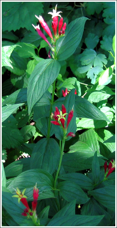 indian pink wildflower Daily Reflections Earth Healing Al Fritsch