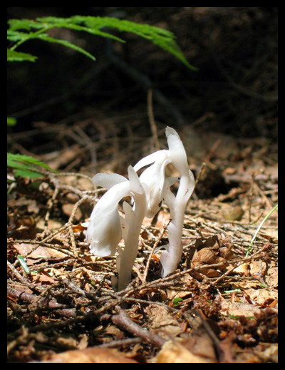 Indian Pipe monotropa uniflora Earth Healing