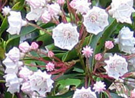 earth healing mountain laurel