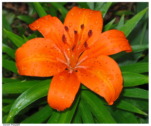 asian daylily