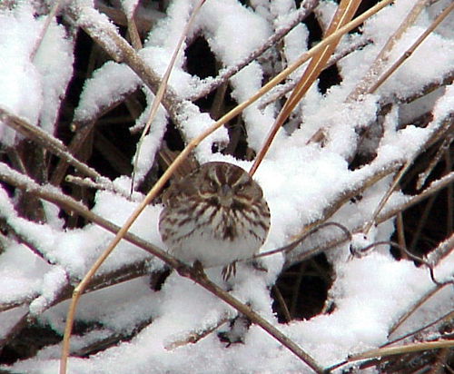 Mad Song Sparrow by Sally Ramsdell