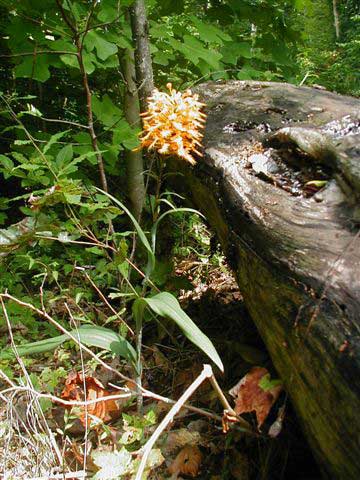 yellow fringed orchid