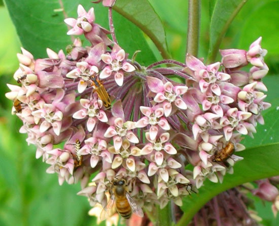 purple milkweed Daily Reflections