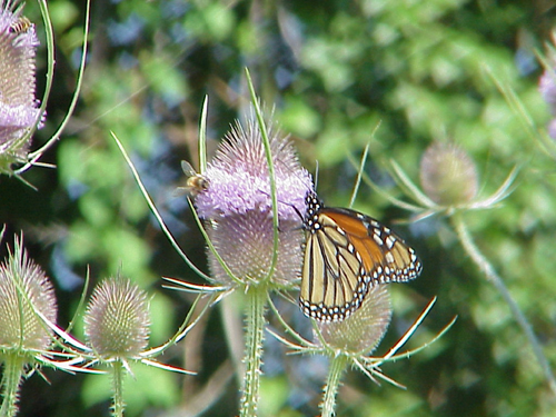 Sally Ramsdell Monarch on Teasel