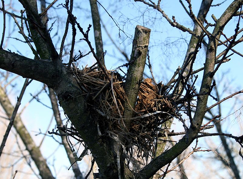 birds nest earth healing daily reflections