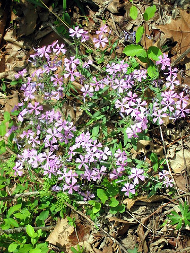 Phlox divaricata, blue phlox