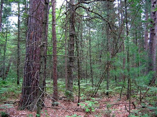 Roscommon pines natural area red pine MI