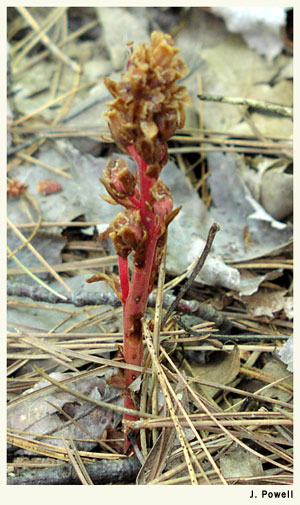 Pinesap, Monotropa hypopithys  Earth Healing Daily Reflections