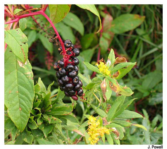 Poke weed Phytolacca americana