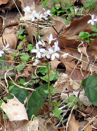 purple cress Cardamine douglassii Bluegrass Kentucky