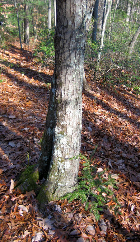 winter at red river gorge kentucky ky snow evergreen hemlock