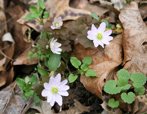 Rue anemone, Anemonella thalictroides