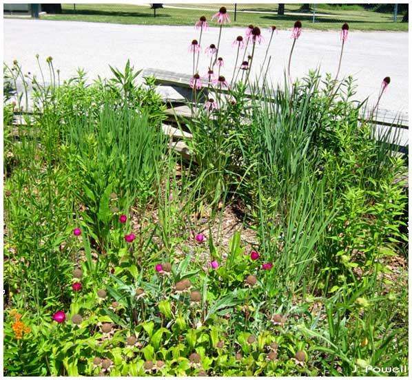 salato wildlife education center native wildflower garden frankfort kentucky ky