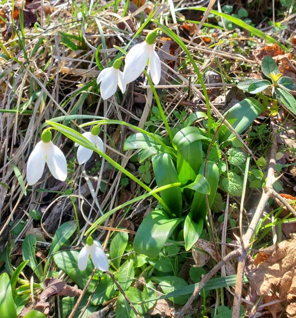 snowdrops