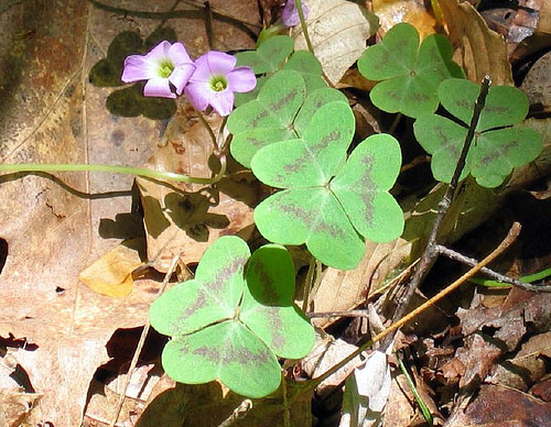 violet wood sorrel oxalis violacea