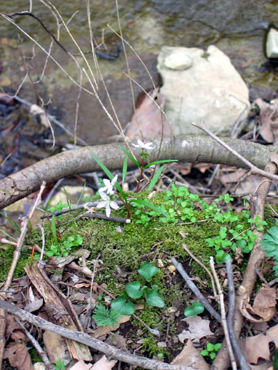 spring beauties