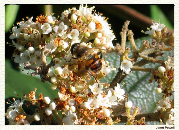 syrphid fly syrphidae