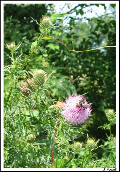 Daily Reflections by Al Fritsch purple nodding thistle bee kentucky