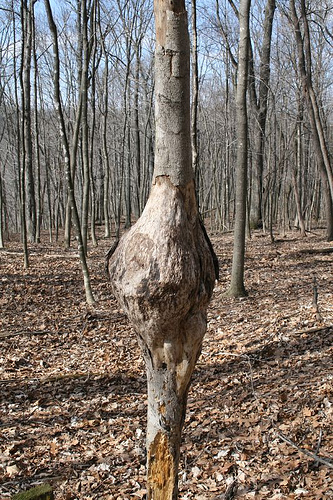 tree gall CODIT