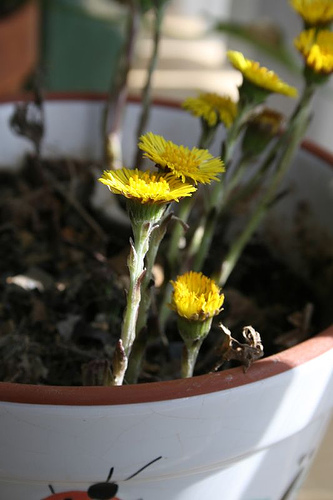 coltsfoot Tussilago farfara