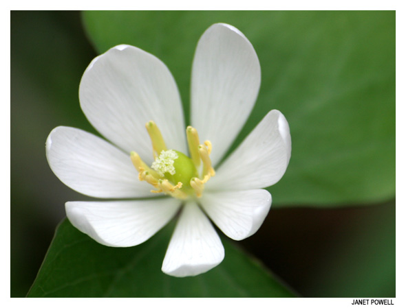 Twinleaf Jeffersonia diphylla