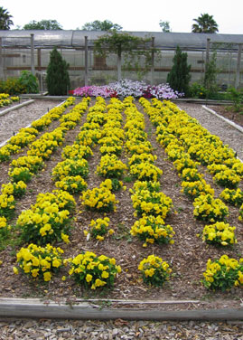 texas a and m greenhouse