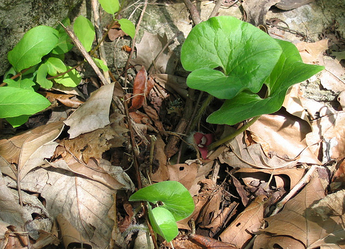 Asarum canadense, wild ginger