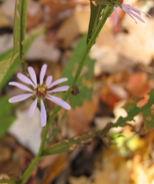 aster kentucky ky wildflower