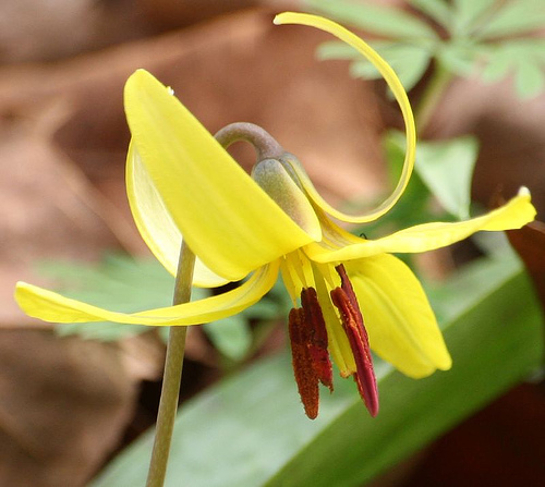 Yellow trout lily Erythronium americanum